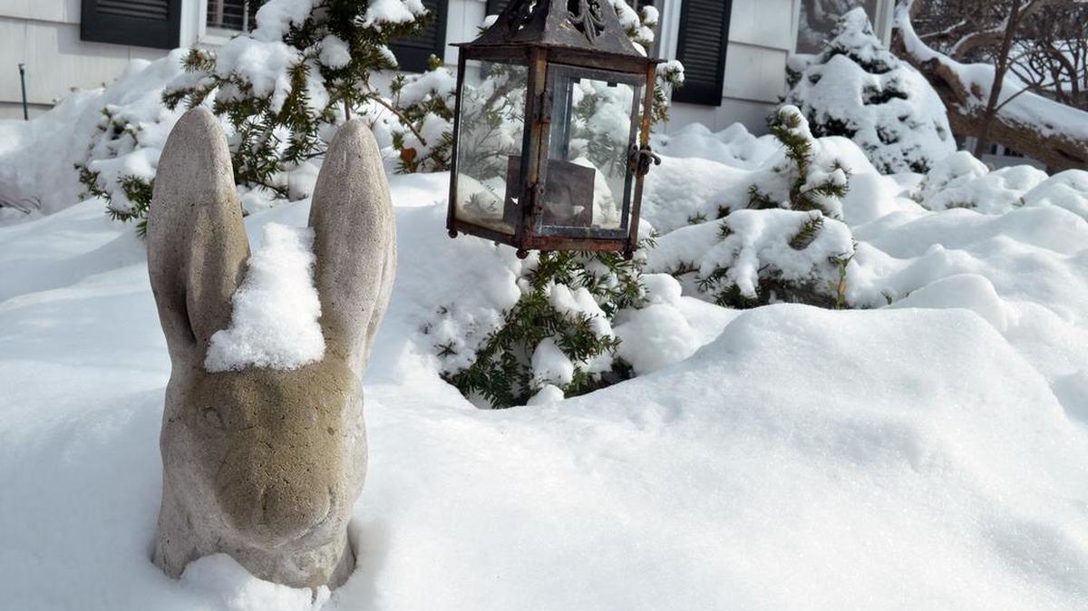 Most plants don’t mind the cold, snow and wind this winter.