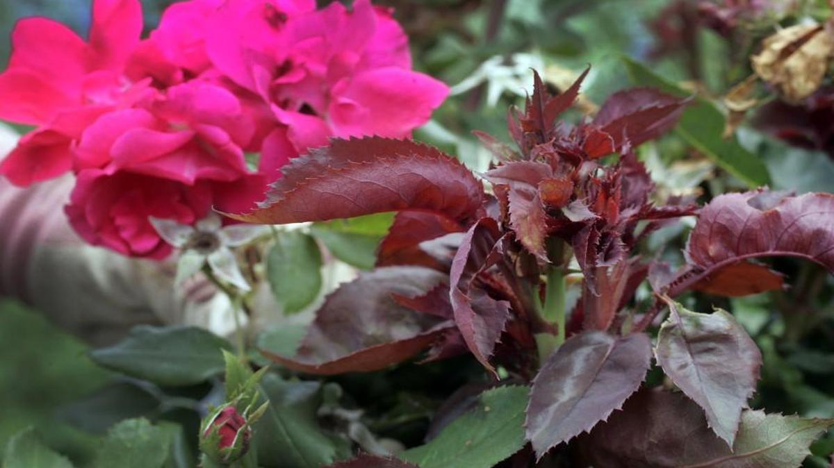 Roses infected with rose rosette develop a dark, purple-red discoloration that can be confused with new growth. There is no treatment for the virus, which is spread by wind-blown mites.