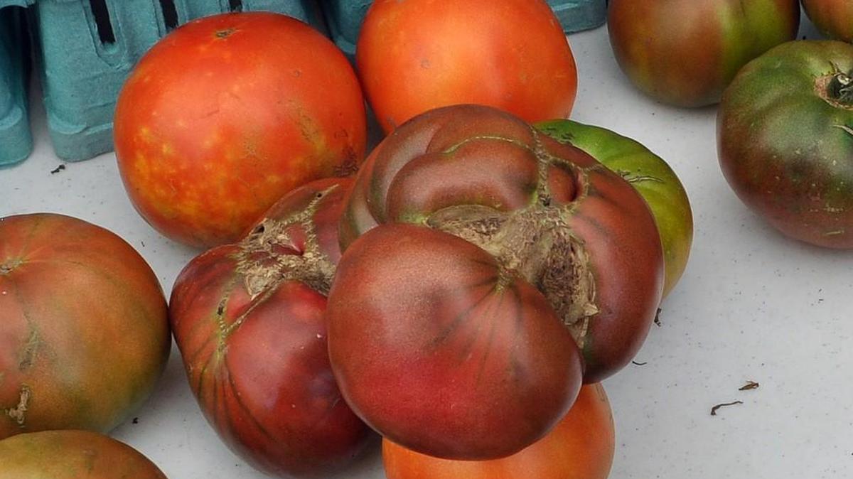 Heirloom tomatoes offer flavors and colors not found in hybrid varieties but often are not as hardy.