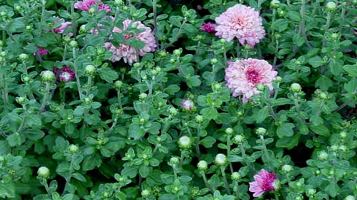 
Fall mums
