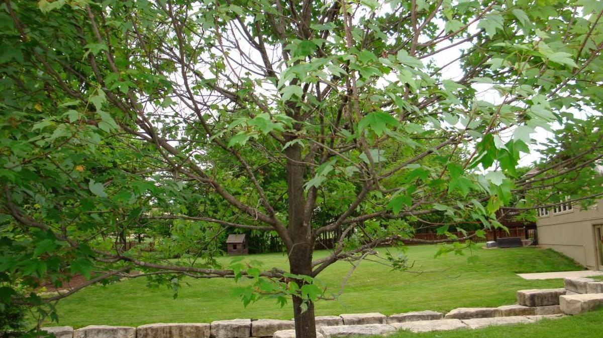One view of the maple.