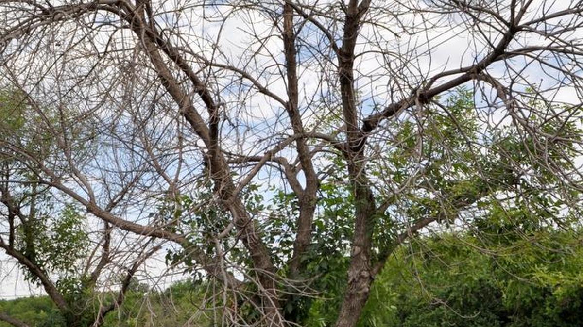 An ash tree infested with the emerald ash borer.