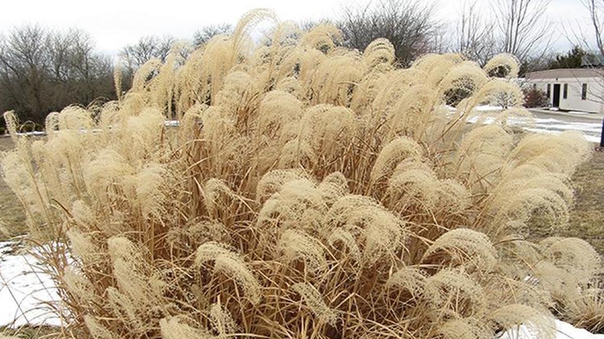 Ornamental grasses are hardy and low-maintenance.