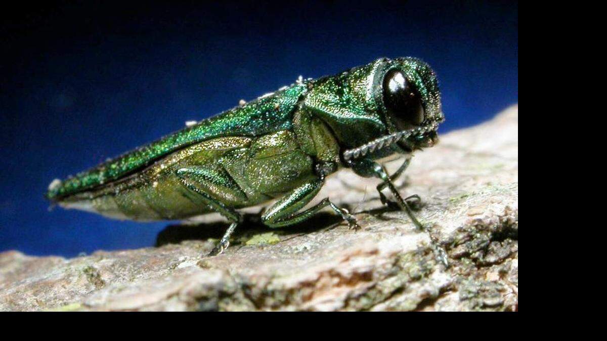 An adult emerald ash borer is shown in this undated photo released by Michigan State University.
