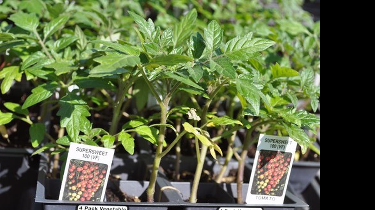 
Tomato transplants
