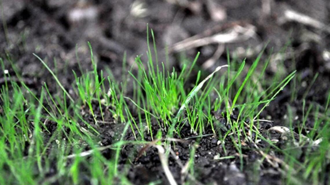 How to control weeds in newly seeded grass | Kansas City Star