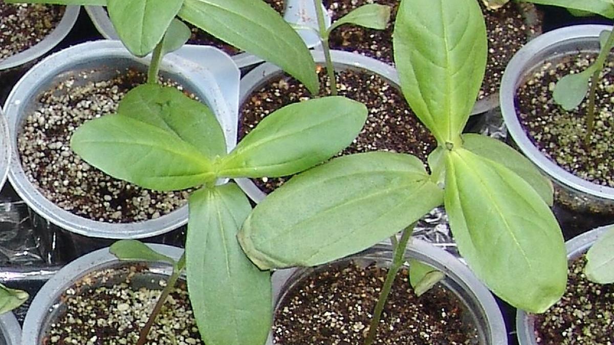 Transplants such as these zinnias flourish with the right amount and intensity of light.