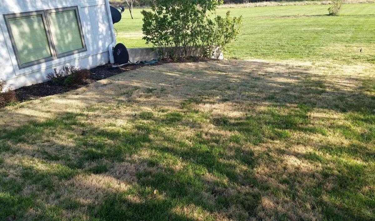 Why isn’t my fescue lawn greening up?