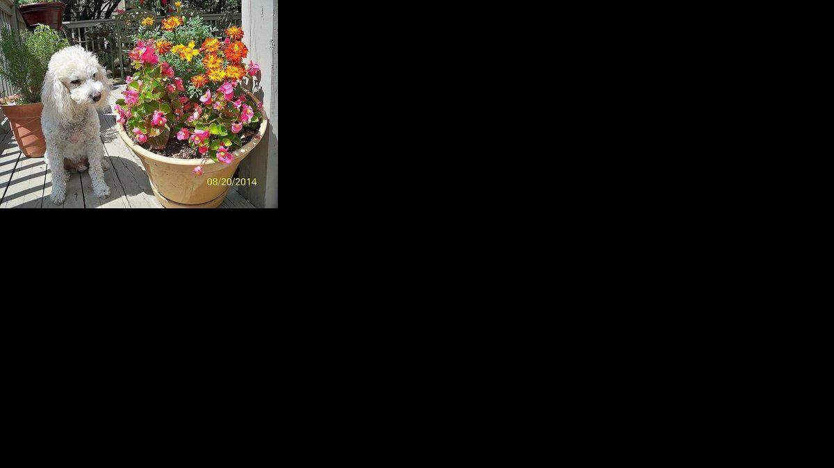
Tobey enjoying the flowers.
