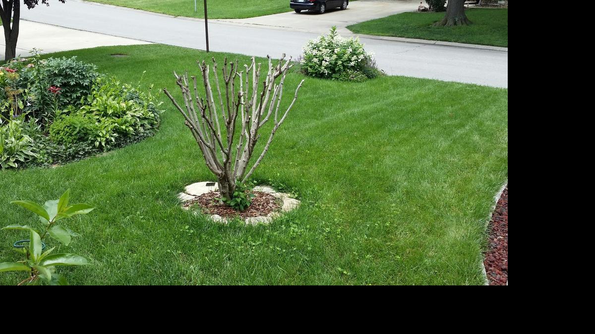 
Pruned Rose of Sharon.
