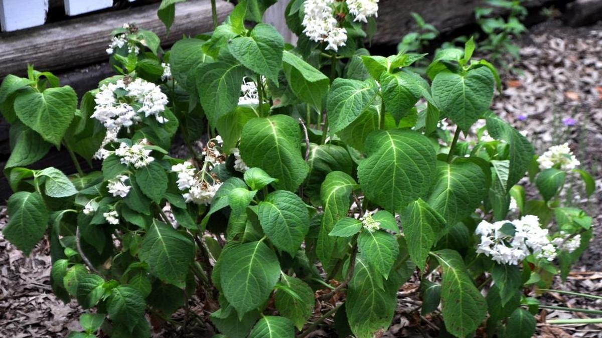 A hydrangea wilts in summer heat and clay soil.