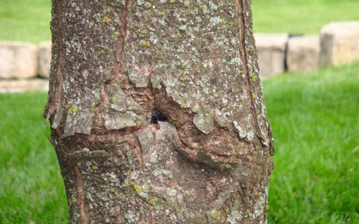 Hole in maple