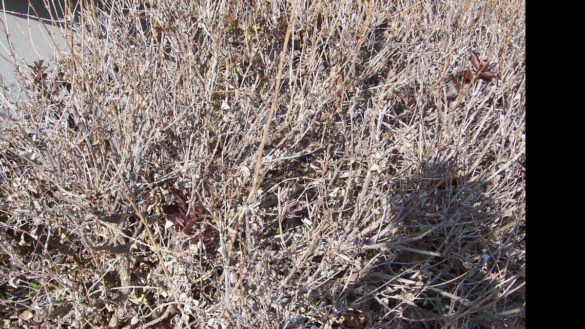 
Wine and roses weigela
