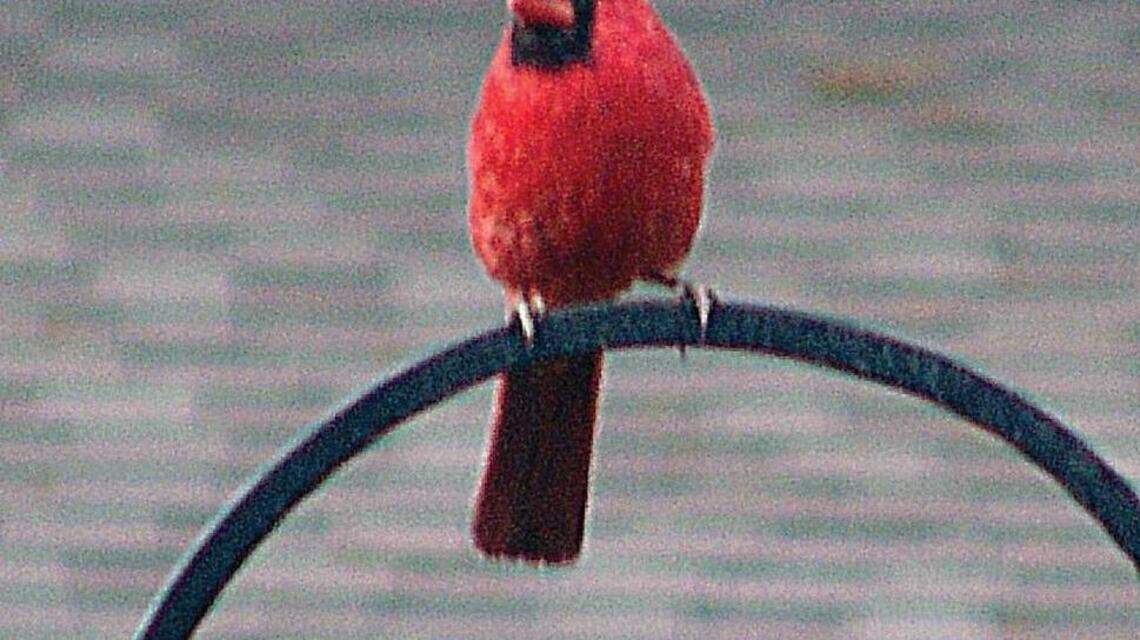 How to start feeding birds in your yard, including what feed to use