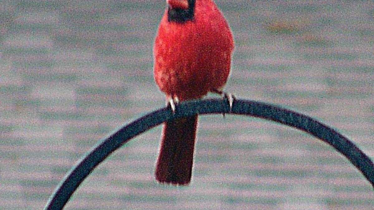 Turn your yard into a bird show by offering feed through the winter.