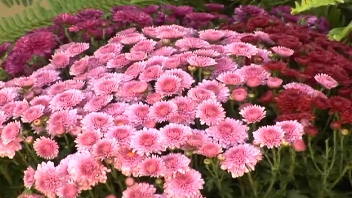 Mums, which can be pinched back early in the season to make them bushier.