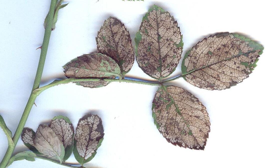 Damage from rose slugs.