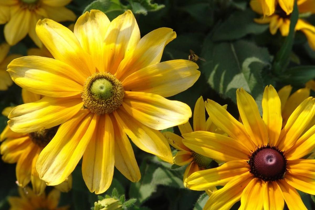Annuals such as Rudbeckia produce abundant flowers when the plant has robust green growth.