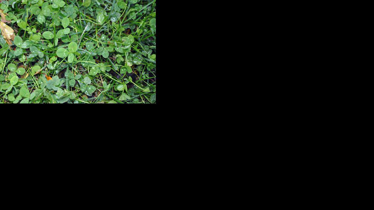
Clover in new grass
