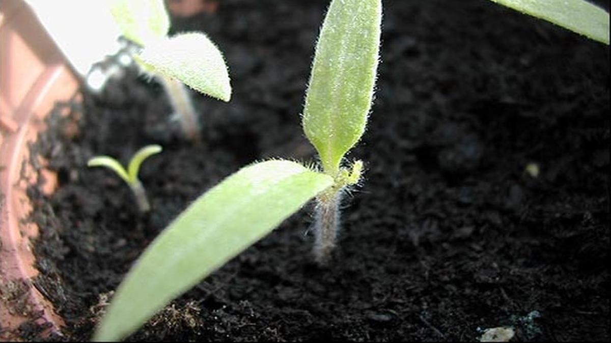 Tomato seedling