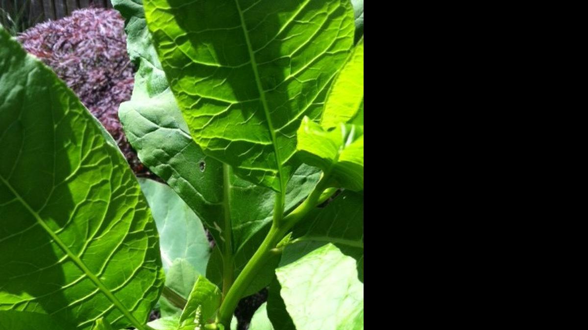 
Plant or weed?
