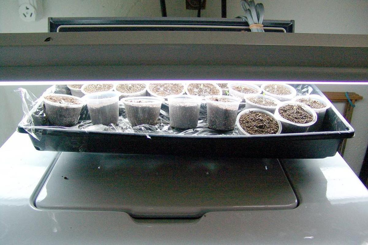 Keep the shop light 4 to 6 inches above the tops of the transplants.