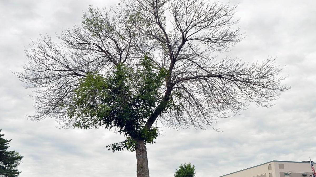 An ash tree with classis symptoms of emerald ash borer.
