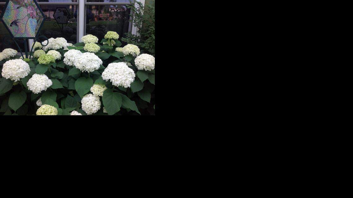 
Annabelle hydrangea
