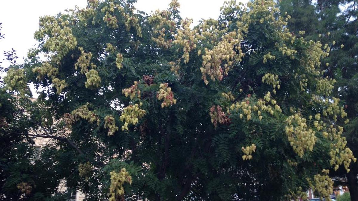 
What kind of tree is this?
