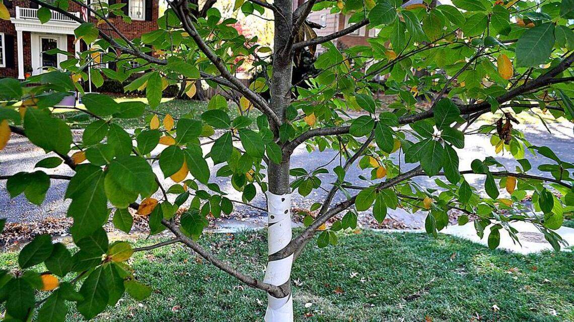 How to prune your way to a happy, healthy tree with lush foliage