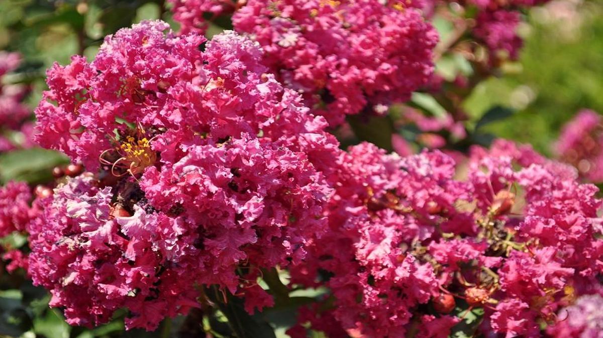 ‘Velma’s Royal Delight’ crape myrtle, introduced by Kansas State University, grows well in Kansas City gardens.