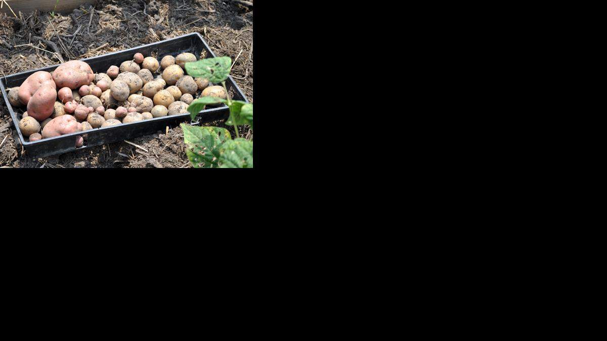 
Newly harvested potatoes
