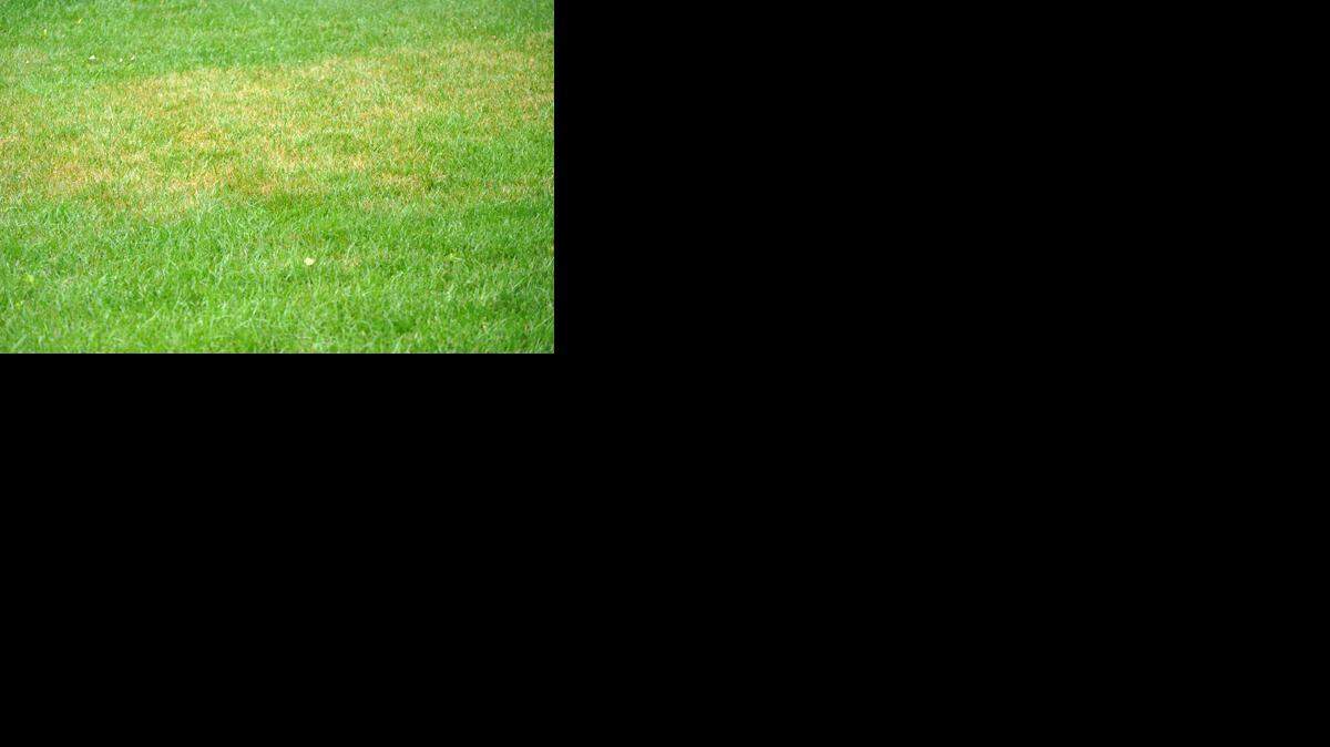 
It’s time to fertilized stressed lawns.
