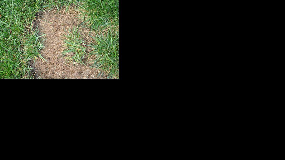 
Bare patch on lawn
