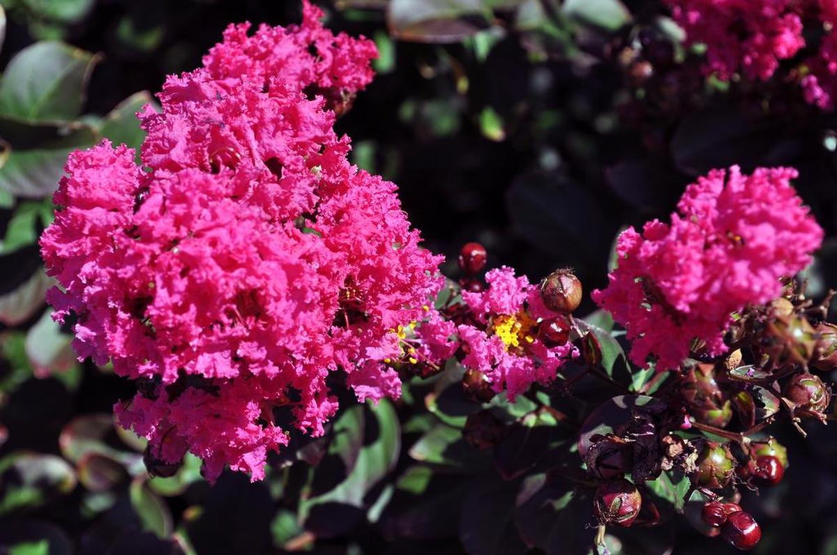 Kansas City winters aren’t ideal for crape myrtle and other plants not quite meant for this area.
