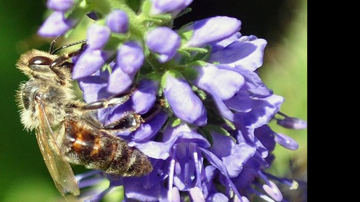 
It’s time to celebrate what bees and other pollinators accomplish.
