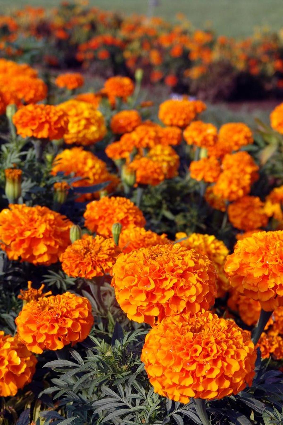 Annuals such as marigolds flourish if they are fed steadily throughout the summer.