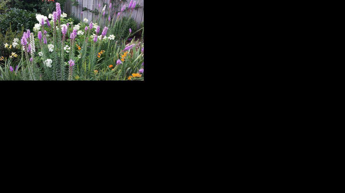 
Liatris
