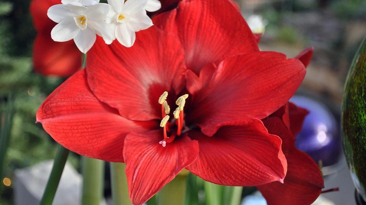 Amaryllis