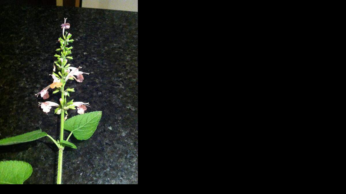 
Mystery plant
