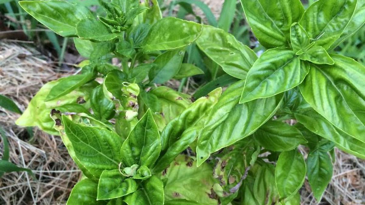 A few simple steps will help you keep that basil alive through a brief cold snap. 