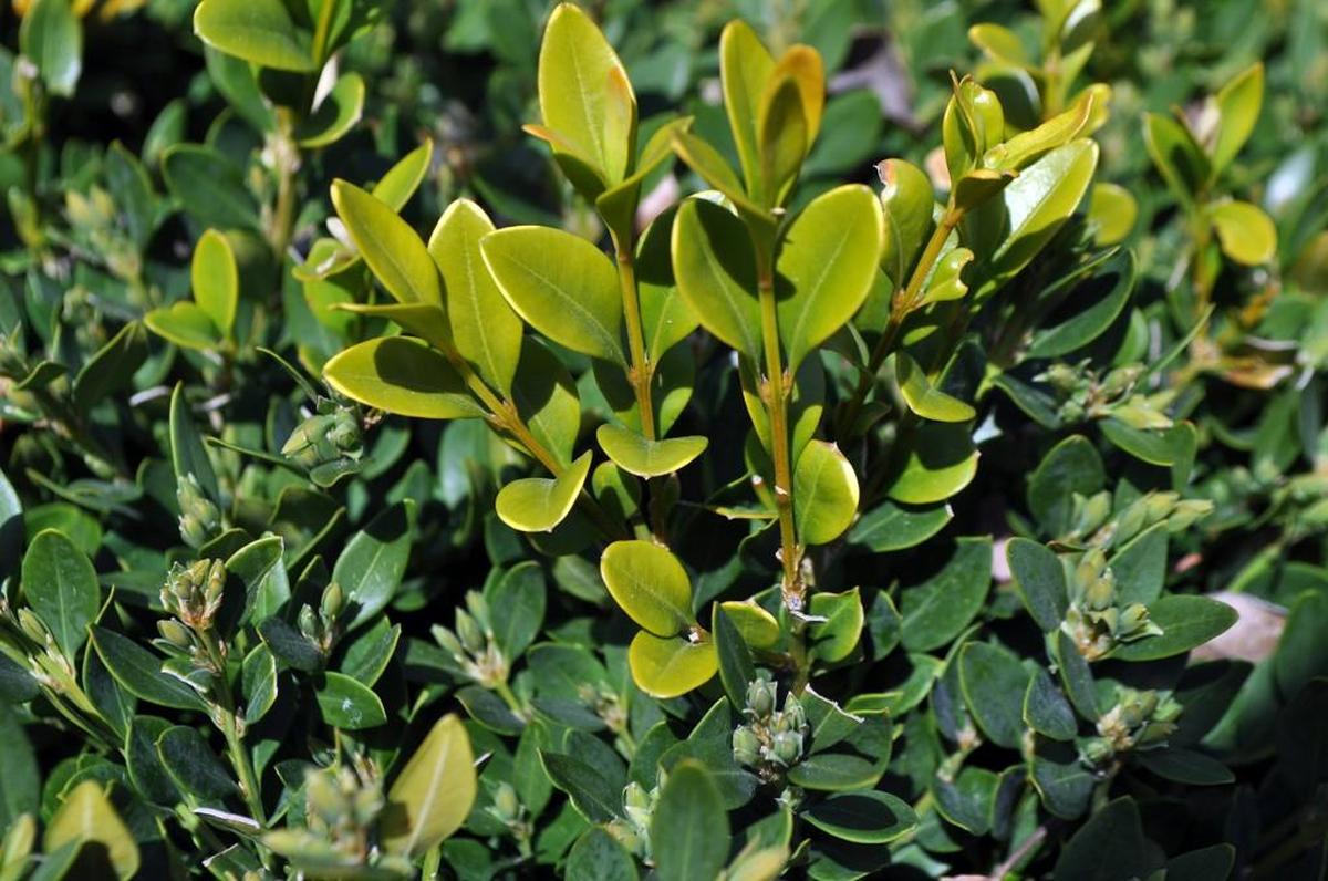Don’t let evergreens such as boxwood get too overgrown.