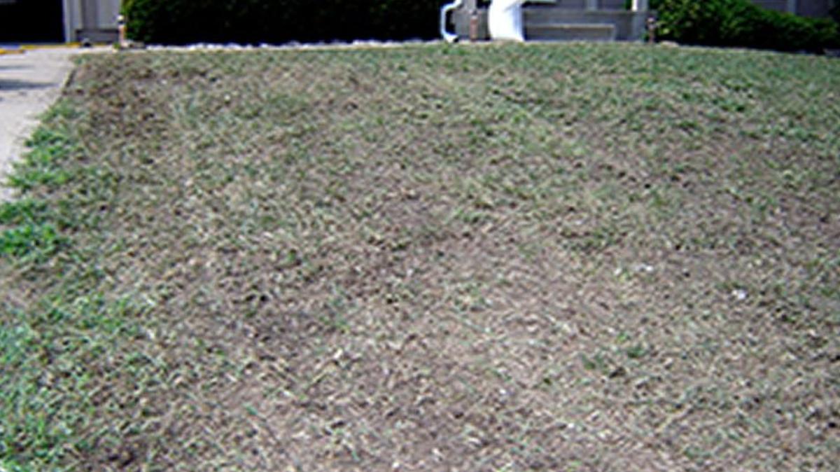 Making two passes with the verticutter in opposite directions loosens more soil for better seed-to-soil contact.