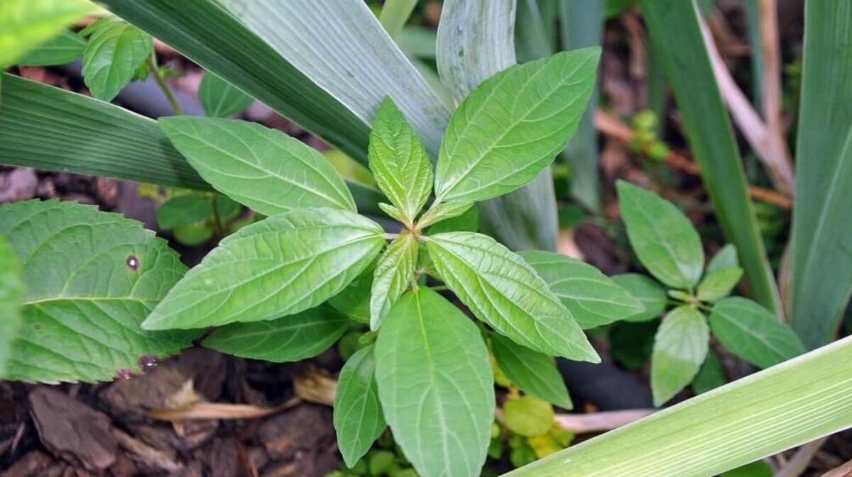 Weeds flourish in summer’s harsh conditions.