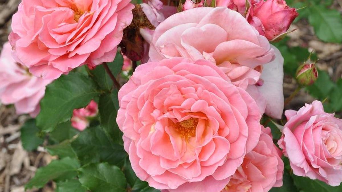 Want your roses to look like this come summer? Here’s what to do now