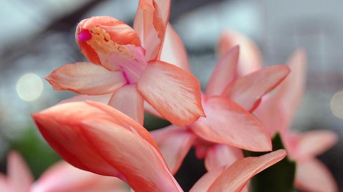 Holiday cactuses bloom throughout the winter and are tolerant of most growing conditions.