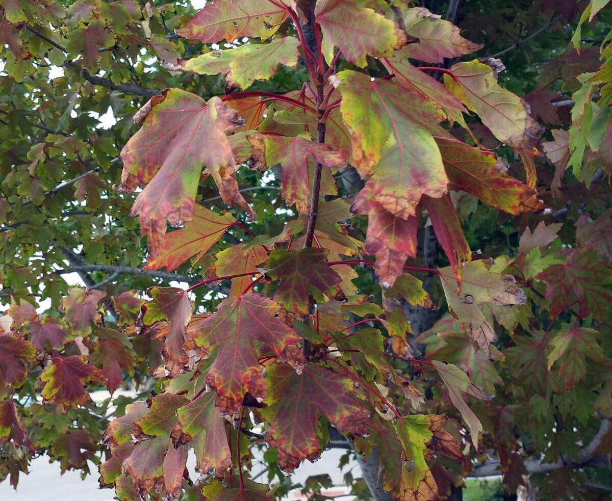This summer’s intense sun has scorched many leaves.