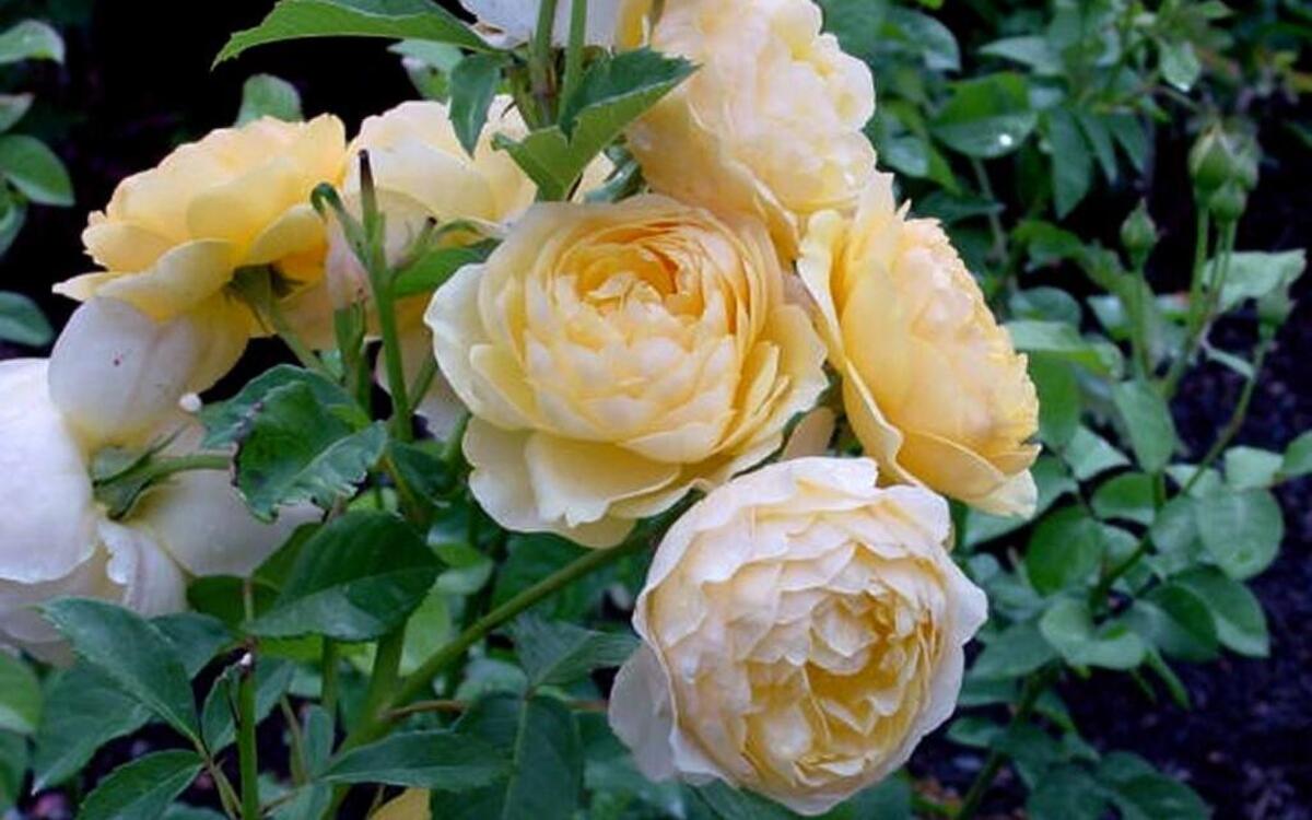 Knockout rose