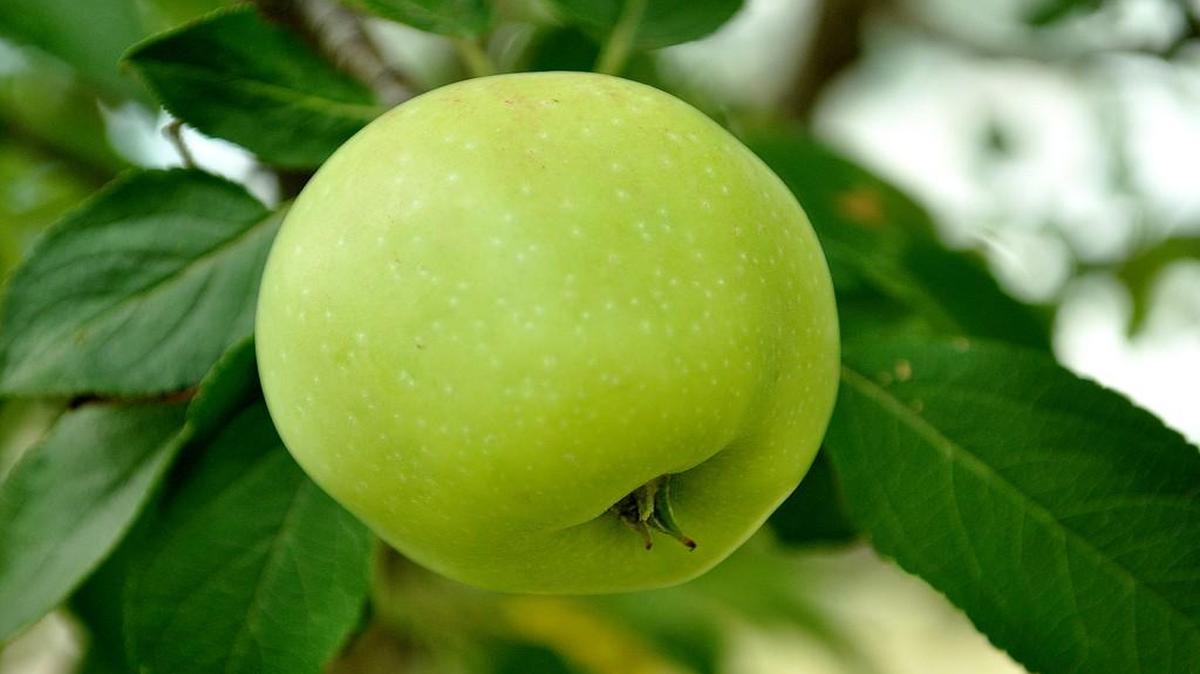 Apple tree.