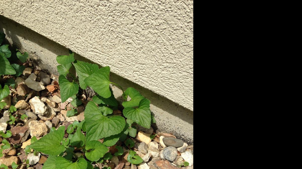 
Mystery weed
